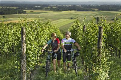 MORAVSKE TOPLICE & LIVADA PRESTIGE relax v Terme 3000 - Okolní rozlehlé vinice vybízejí k cyklotoulkám i pěším procházkám - lázně Moravske Toplice - Slovinsko - RELAX