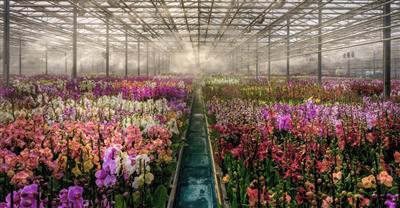 MORAVSKE TOPLICE & AJDA  relax v Terme 3000 - Svět orchidejí a tropických rostlin v Dobrovníku - lázně Moravske Toplice - Slovinsko