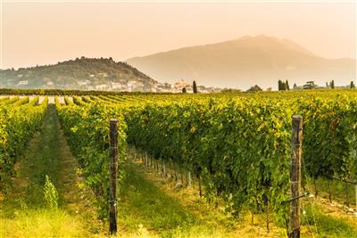 LAGO DI GARDA s hotelem u jezera - vinice nad Bardolinem - Lago di Garda - Itálie - poznávací zájezd