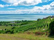 Badacsony, svahy porostlé vinicemi, sluneční svit se odráží od hladiny Balatonu a vinná réva tak získává více tepla a slunečních paprsků.