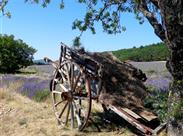 levandulové pole v Sault - Provence - Francie - poznávací zájezd