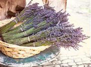 snítky levandule - Provence - Francie - poznávací zájezd