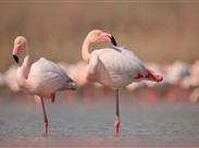 plameňáci v mokřadech Camargue - Provence - Francie - poznávací zájezd