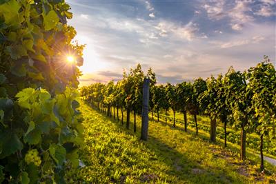 SLOVINSKO & HISTRION Mořská Laguna - romantické slovinské vinice v údolí Vipavy - Vipava - Slovinsko - poznávací zájezd