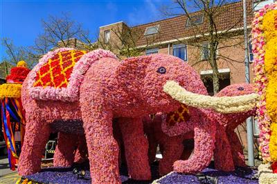 HOLANDSKO a květinové korzo s hotelem u moře - květinové korzo - Holandsko - poznávací zájezd