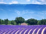 PROVENCE a levandulové slavnosti ve Valensole