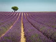 PROVENCE a levandulové slavnosti ve Valensole