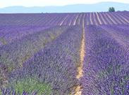 PROVENCE a levandulové slavnosti ve Valensole