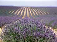 PROVENCE a levandulové slavnosti ve Valensole
