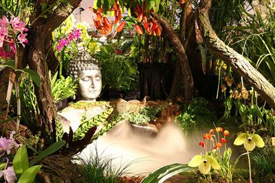 DRÁŽĎANY a čarokrásné orchideje