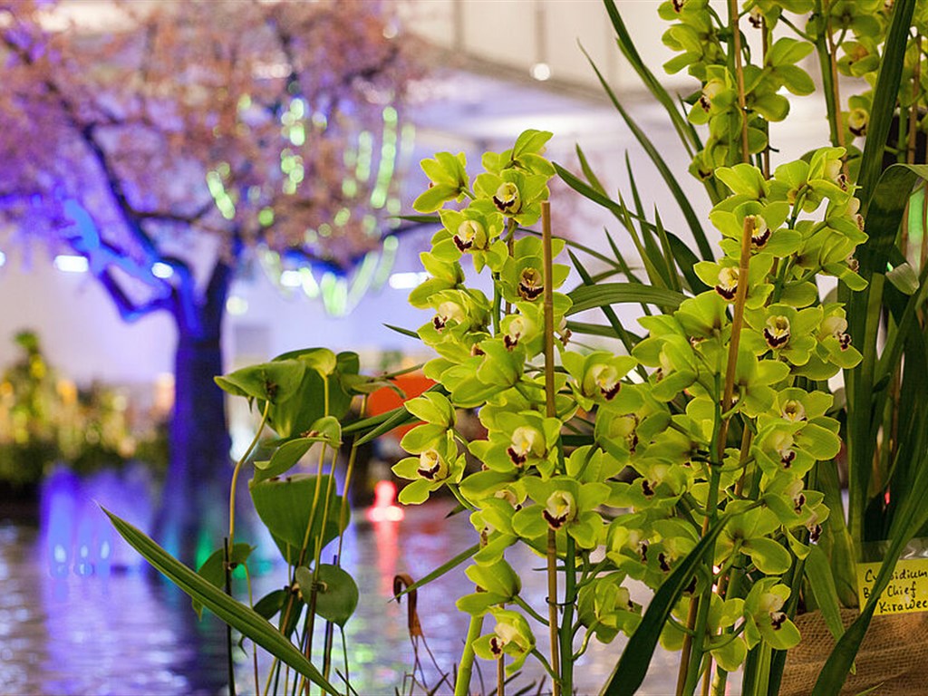 DRÁŽĎANY a čarokrásné orchideje