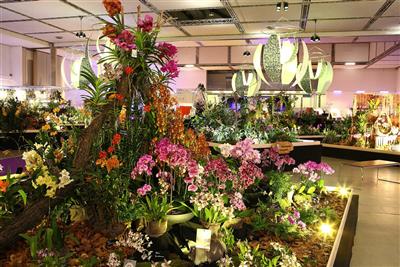 DRÁŽĎANY a čarokrásné orchideje