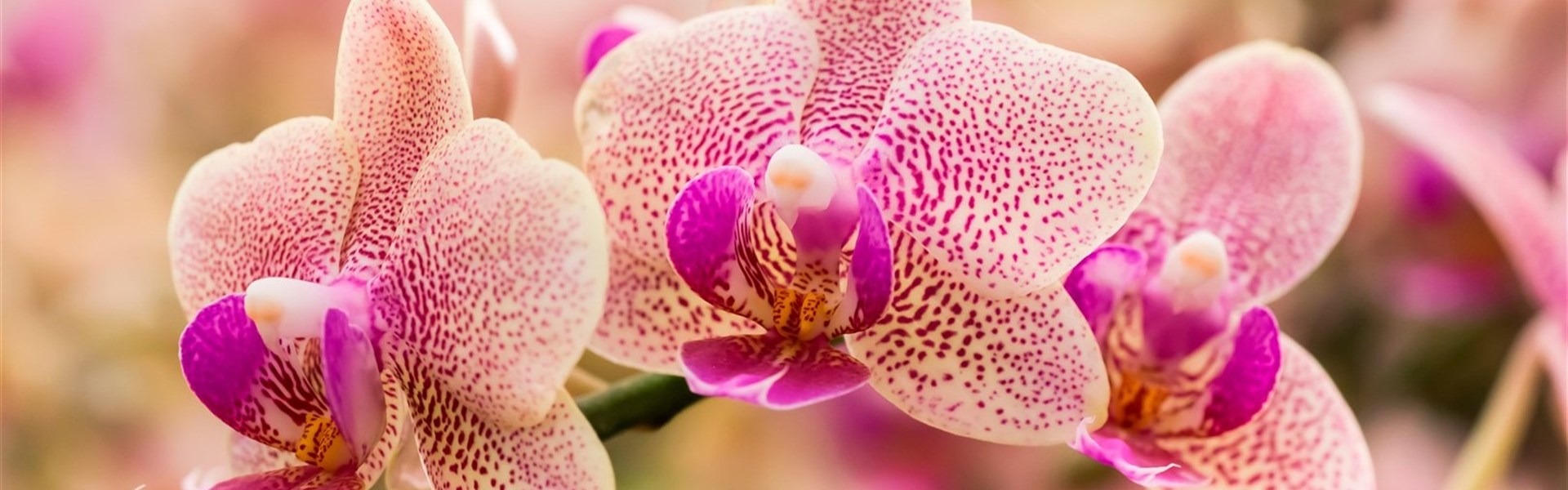 DRÁŽĎANY a čarokrásné orchideje