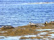 ISLAND putování západem země VIGINGŮ a SÁG