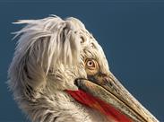 Kouzelná Černá Hora a tajemná Albánie