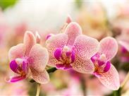 DRÁŽĎANY a čarokrásné orchideje